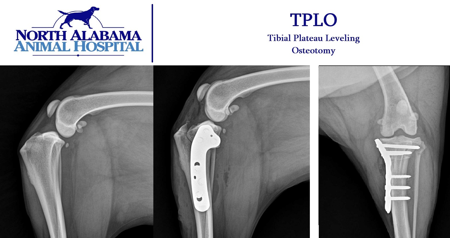 TPLO Surgery for Dogs